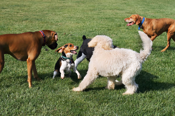 Quickstad Park Off Leash Dog Area